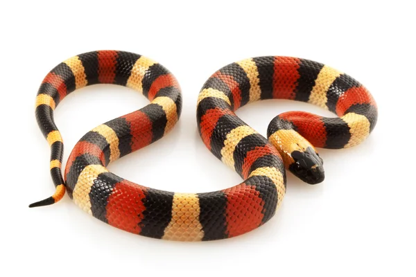 San Pueblan Milksnake — Zdjęcie stockowe