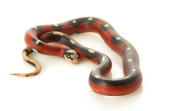 Serpiente lechera de Sinaloa manchada — Foto de Stock