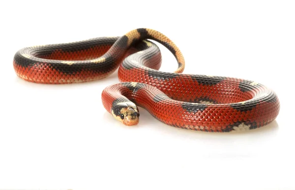 Benekli sinaloan milksnake