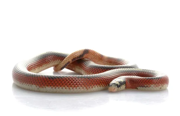 Полосатая синалоанская молочная змея — стоковое фото