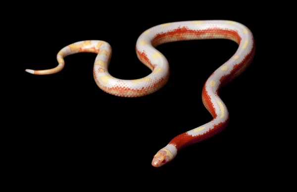 Albino pasiasty sinaloan milksnake — Zdjęcie stockowe