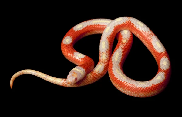 Serpente del latte sinaloide a strisce albino — Foto Stock