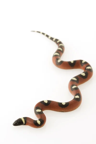 Benekli Meksika süt yılan (Lampropeltis triangulum annulata) — Stok fotoğraf