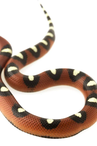 Strakaté mexické mléko had (Lampropeltis triangulum annulata) — Stock fotografie