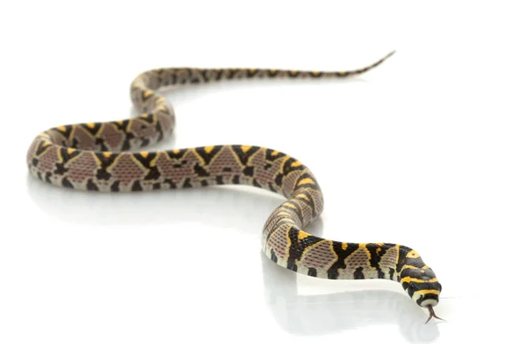 Serpente ratto mandarino — Foto Stock