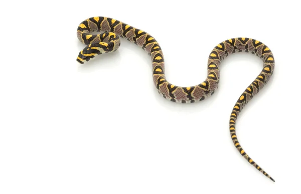 Serpente ratto mandarino — Foto Stock