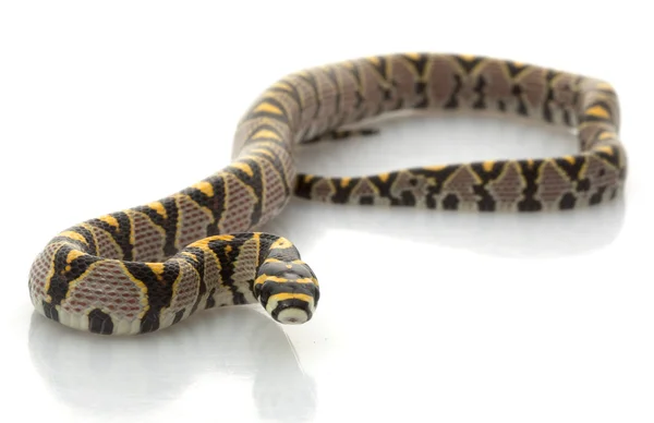 Mandalina rat snake — Stok fotoğraf