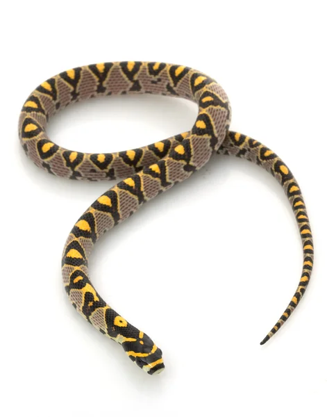 Mandalina rat snake — Stok fotoğraf