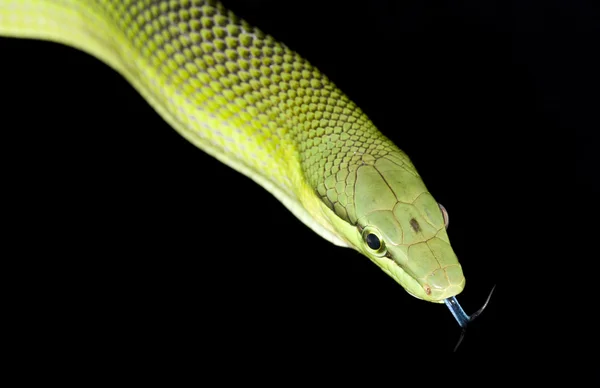 Cratsnake verde coda rossa — Foto Stock