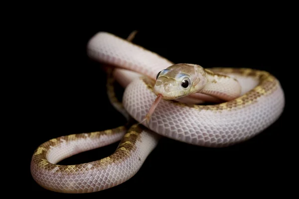 Serpente di topo del Texas di lato bianco — Foto Stock