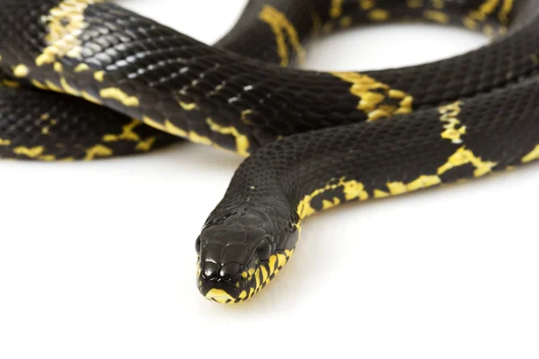 Serpente ratto russo — Foto Stock