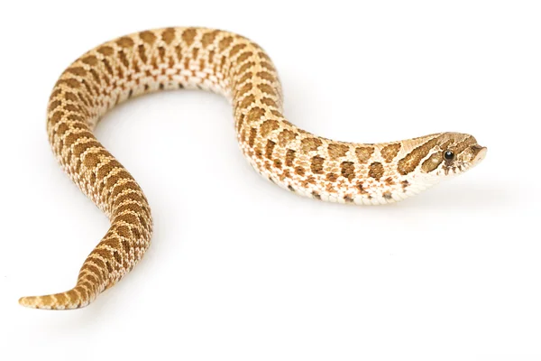 서 부 Hognose 뱀 — 스톡 사진