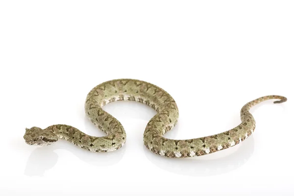 Змея-ресница — стоковое фото