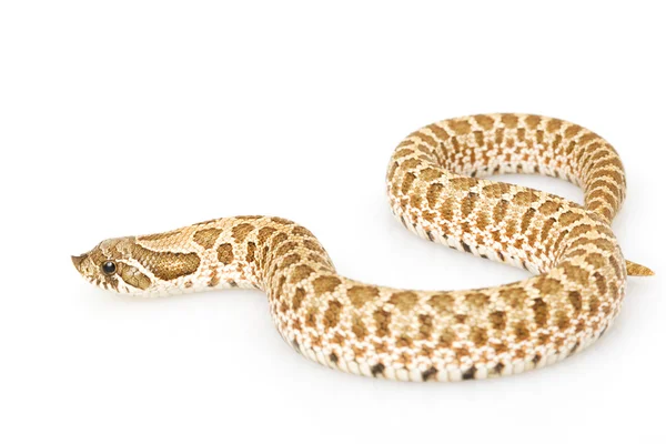 Zachodnich hognose wąż — Zdjęcie stockowe