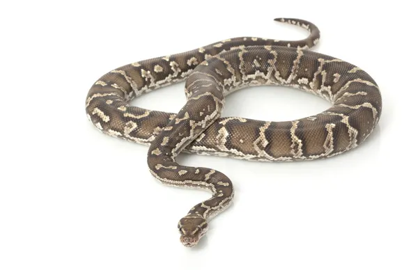 Angolan Python — Stock Photo, Image