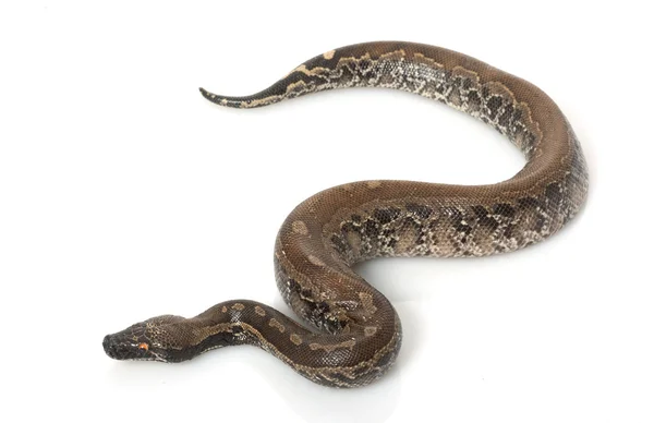 Borneo siyah kan python — Stok fotoğraf