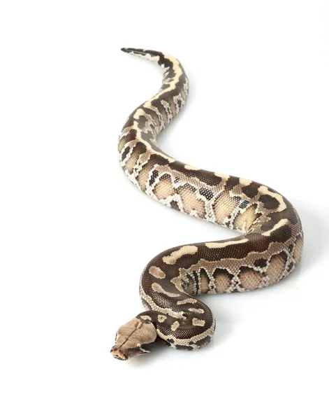 Borneo Black Blood Python — Stock Photo, Image