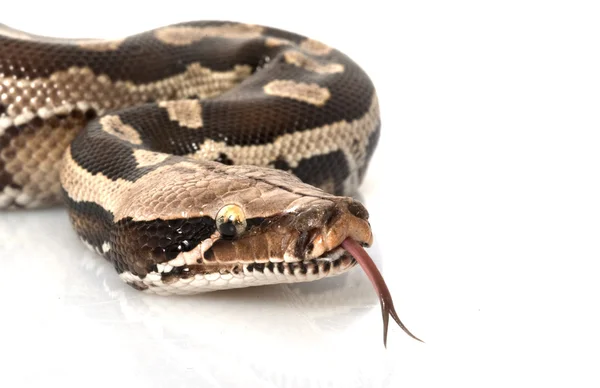 Borneo Negro Sangre Python — Foto de Stock