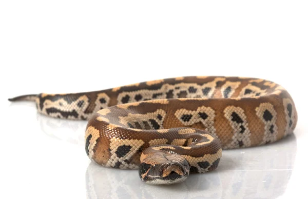 Sumatraner Roter Blutpython — Stockfoto