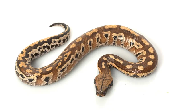 Sumatran röd blod python — Stockfoto