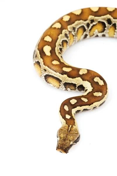 Sumatra Red Blood Python — Fotografia de Stock