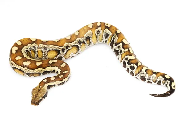 Sumatran röd blod python — Stockfoto