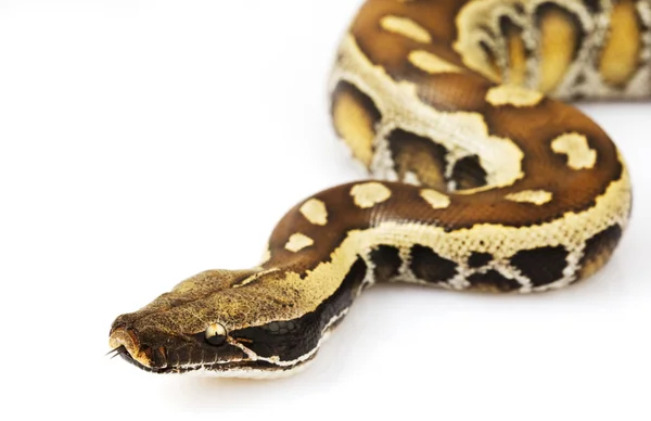 Sumatraner Roter Blutpython — Stockfoto