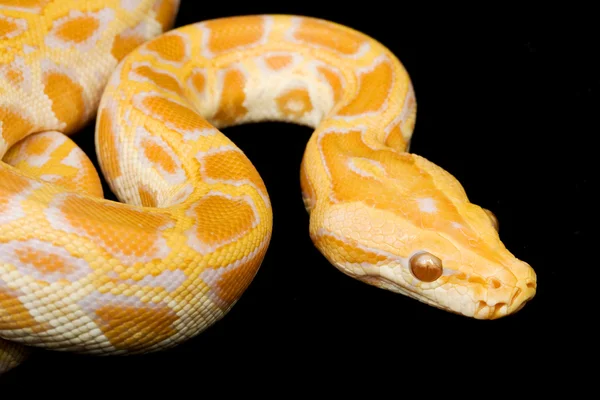 Burmesische Albino-Python — Stockfoto