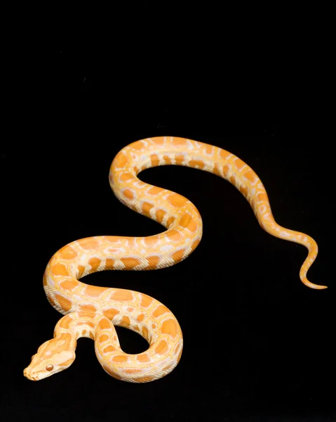 Birmy python Albinos — Zdjęcie stockowe