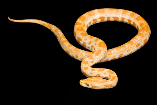 Albino Birmese python — Stockfoto