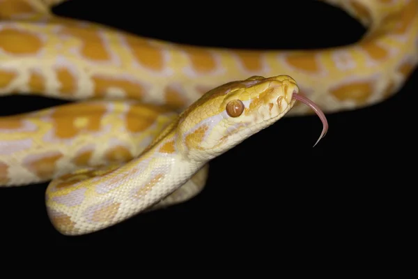 Albino Burmese python — Stock Photo, Image