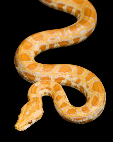 Albino Burmese Python — Stock Photo, Image
