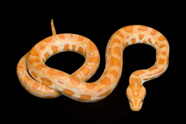 Burmesische Albino-Python — Stockfoto