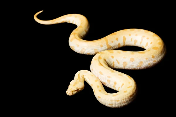 Birmy python albinos zielony — Zdjęcie stockowe