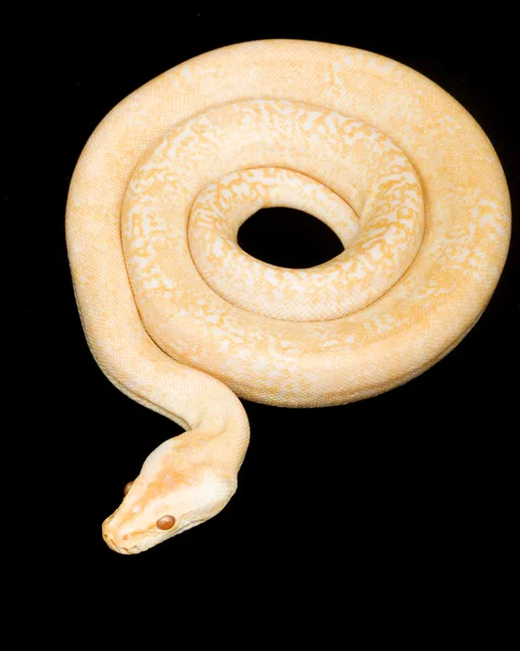 Albino Granit Burma Python — Stok Foto