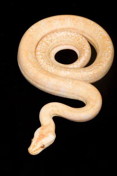 Albino granit Birmanya python — Stok fotoğraf