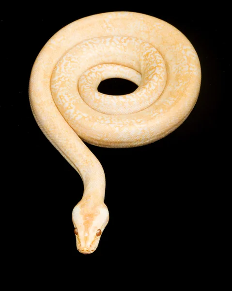 Albino granit barmské python — Stock fotografie
