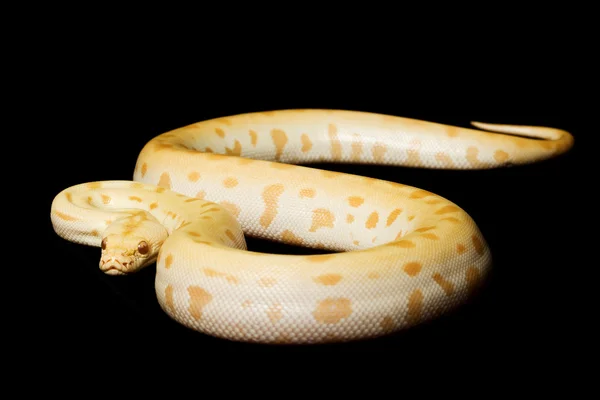 Albino Python birmanês verde — Fotografia de Stock
