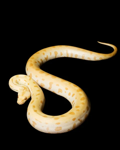 Albino Verde Birmano Python — Foto de Stock