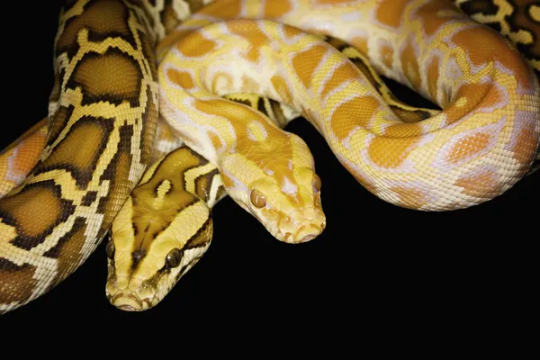 Birmanya python — Stok fotoğraf