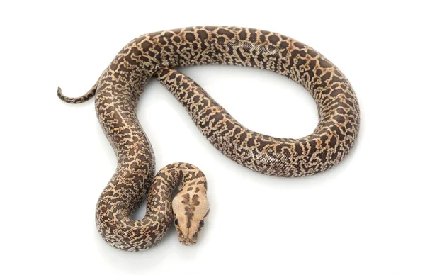 グラニット ビルマのニシキヘビ — ストック写真