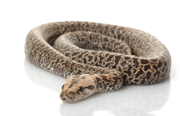 Granit burmalainen python — kuvapankkivalokuva