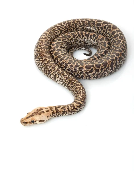 Granit burmesiska python — Stockfoto