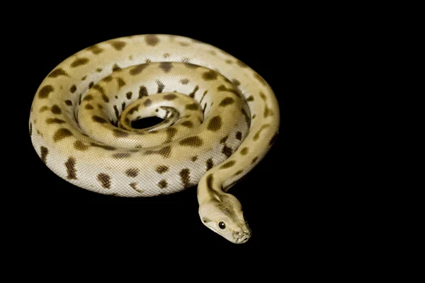 Grüner Burmesischer Python — Stockfoto