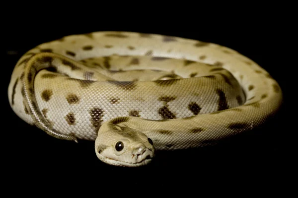 Groene Birmese python — Stockfoto