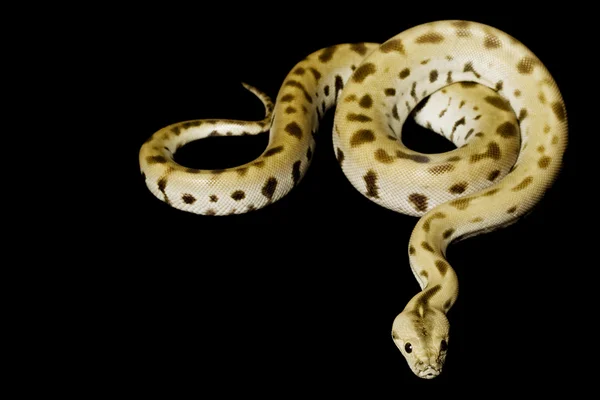 Gröna burmesiska python — Stockfoto