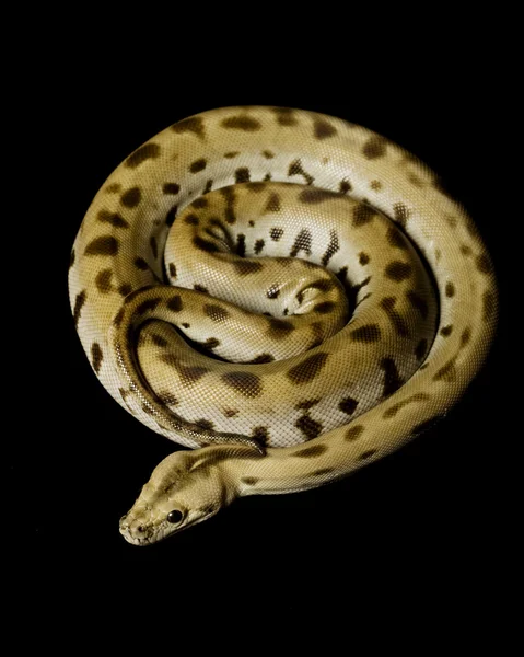 Gröna burmesiska python — Stockfoto