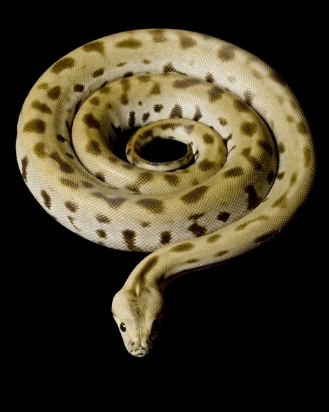 Yeşil Birmanya python — Stok fotoğraf