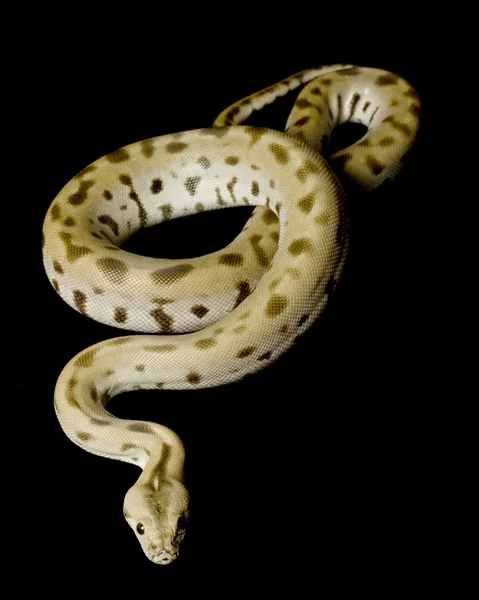 Groene Birmese python — Stockfoto