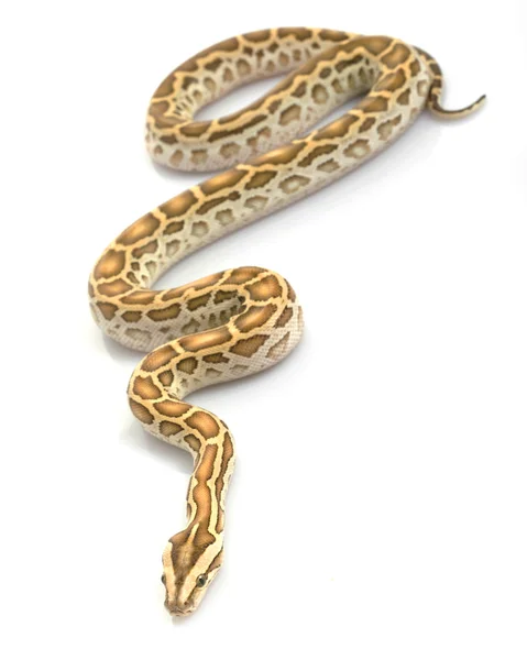 Hypo-Burmesische Python ( — Stockfoto